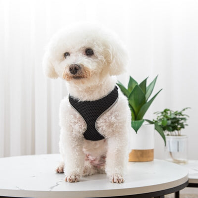 Summer Pet Safety: What Every Cat and Dog Owner Should Know