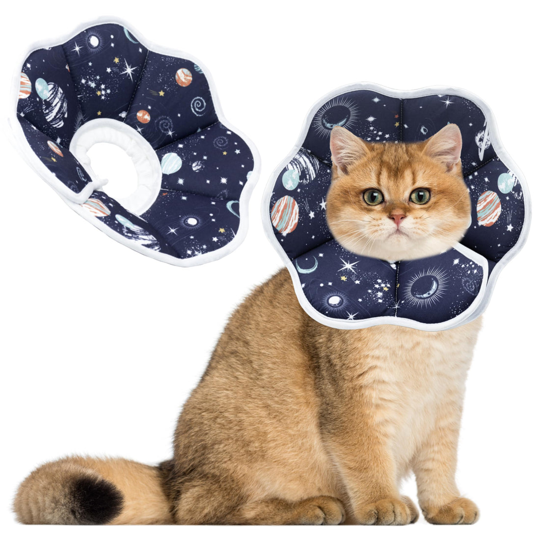 Indoor Pet Enrichment for Winter: Beat Boredom Without Going Outside