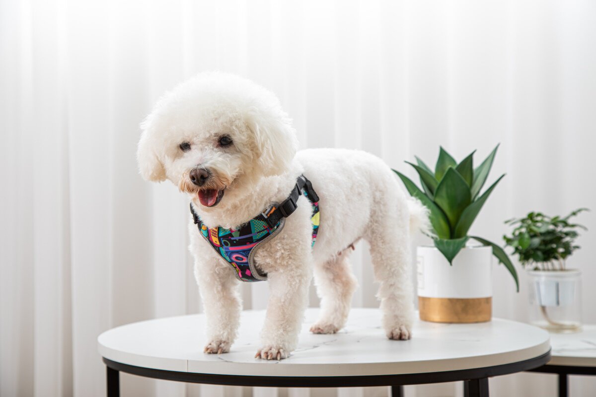Small dog wearing a snug vest harness with a matching leash set, shown in a close-up detail view
