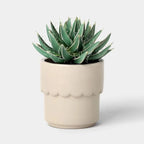 Cream ceramic outdoor planter pot with a smooth finish, ideal for succulents and small plants