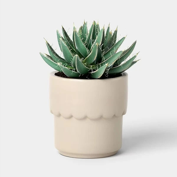 Cream ceramic outdoor planter pot with a smooth finish, ideal for succulents and small plants