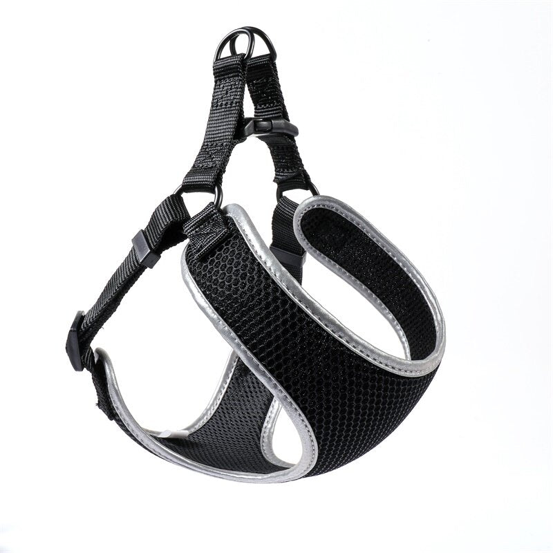 Small dog wearing a snug vest harness with matching leash set, shown from the side on a clean background