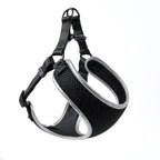 Small dog wearing a snug vest harness with matching leash set, shown from the side on a clean background