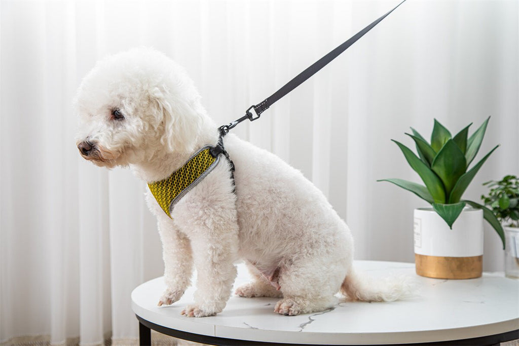 Adjustable pet vest harness shown with matching leash set, suitable for small dogs and cats