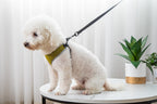 Adjustable pet vest harness shown with matching leash set, suitable for small dogs and cats