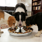 Stainless steel puppy weaning bowl with multiple feeding compartments for litter feeding station